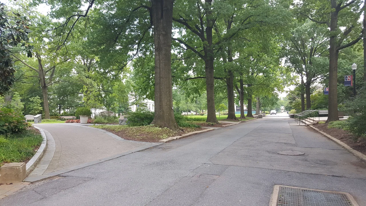 Mature trees shade a campus road and pathways beside the Quad at American University.