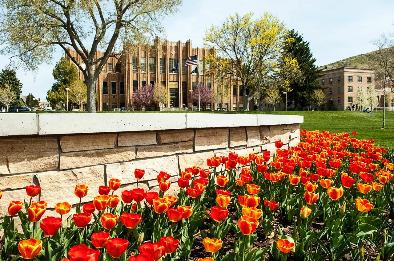 Orange-red tulips and a low stone wall in front of Idaho State University’s brick Administration Building, campus lawns and trees.