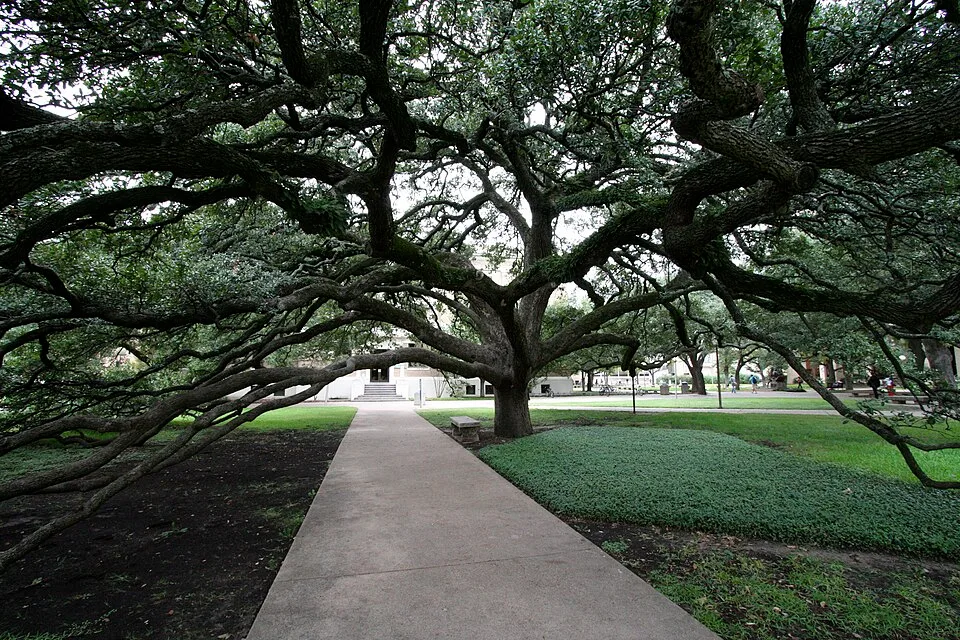 The Century Tree (or the Century Oak) on the campus of Texas A&M University in College Station, Texas. The tree was one of the first trees planted on the campus. Many Aggies choose this location to propose.